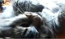 搞笑鹦鹉爆料视频下载免费,视频下载免费，笑料横飞揭秘幕后！